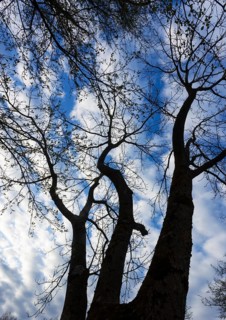 Bare trees against the sky, branches, autumn, from below, Mondseeland, Upper Austria, Austria
