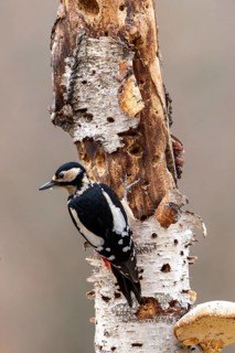 A woodpecker inspecting a tree trunk in the wild, Great Spotted Woodpecker (Dendrocopos major) on a