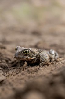 A toad lies flat on the ground, demonstrating its ability to blend into its surroundings: common