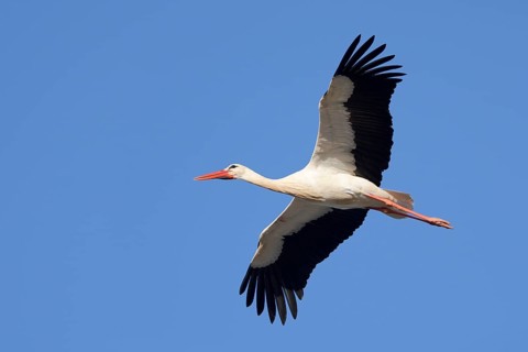 White stork (Ciconia ciconia), flying, Algarve, Portugal