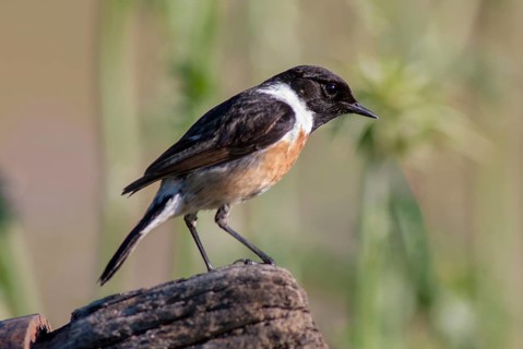 Saxicola torquata, blackthroats, stonechat, birds, extremadura, male, passeri, songbirds,