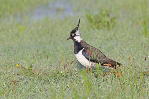 Northern Lapwing (Vanellus vanellus), in breeding plumage, foraging in the morning on a meadow