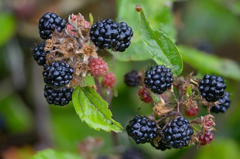 Blackberry, real blackberry, Rubus fruticosus agg., blackberry, flora, fruit, plants, plants