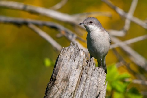 Brandenburg, Germany, rattlegrass warbler, lesser whitethroat, Nabu, national natural heritage,