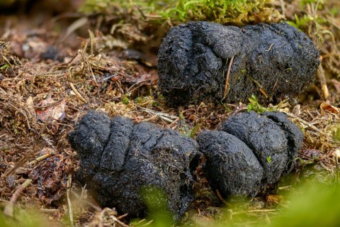Artiodactyla, even-toed ungulate, cloven-hoofed, wild boar, wild boar, droppings, dung, feces,