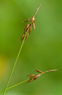 Carex pulicaris, cyperaceae, flea sedge, sour grasses, flea sedge, flora, high size, vertical