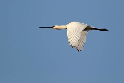 Eurasian spoonbill (Platalea leucorodia) in flight. Texel. Netherlands