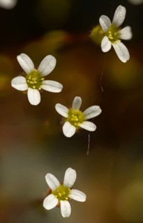 Three-fingered stone crushing, three-finger stone crushing, rue-leaved saxifrage, saxifraga