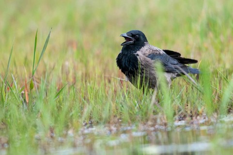 Brandenburg, Corvus Cornix, Germany, hooded crow, national natural heritage, natural paradise
