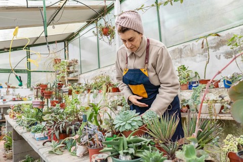 Older woman in pink knit headband and denim apron carefully tends to succulents on a long workbench