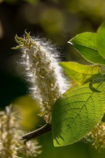 Hanging sage, kitten willow, palm willow, saal willow, salicaceae, salix caprea, salwillow, willow,