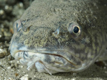 Close-up of the head of a camouflaged fish: burbot (Lota lota), dace, at the Williams Reef dive