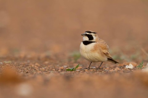 Temminck's Horned Lark - Saharaohrenlerche - Eremophila bilopha, Morocco