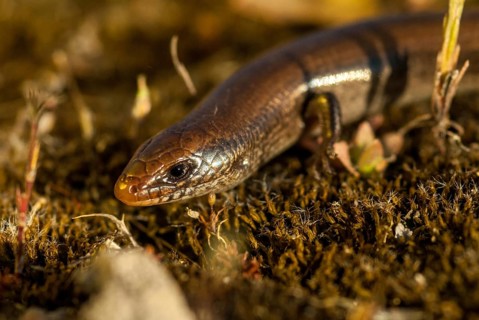 Chalcides Bedriagai, Iberian roller skink, Spanish roller skink, Extremadura, reptilia, reptiles,