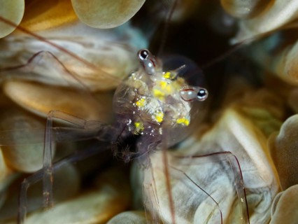 Close-up of a prawn with bright yellow spots, Smit's bubble coral prawn (Palaemonella smiti), Spice