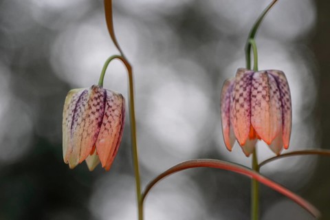 Snake's Head Fritillary (Fritillaria meleagris), Emsland, Lower Saxony, Germany