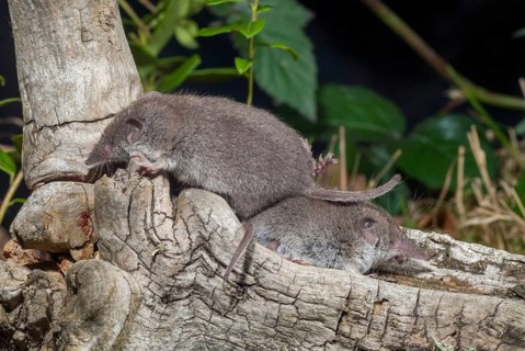 Crocidura Russula, Greater White-Toothed Shrew, House Shrew, Insectivora, Insectivora, Adolescent,