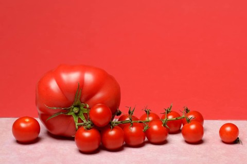 Beef tomato and cherry vine tomatoes with red background