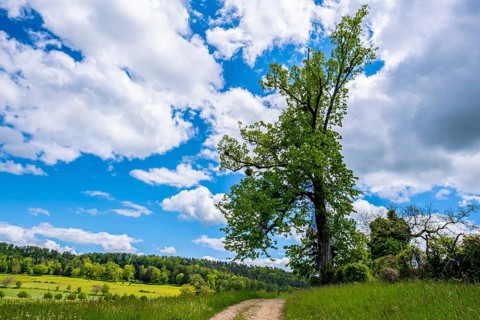 A single tree stands next to a path under a blue sky with white clouds, Bubendorf, Canton of
