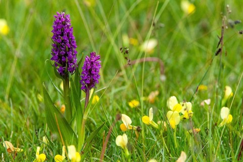 Dactylorhiza incarnata, fabaceae, flesh-colored orchid, yellow asparagus pea, orchidaceae, orchids,