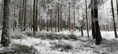 Snowy winter forest with tall trees, quiet and cold atmosphere, hiking in winter, Rennsteig,