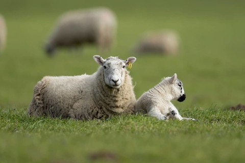 Domestic sheep (Ovis aries) adult mother ewe and juvenile baby lamb farm animals in a grass field