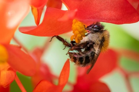 Close-up of a bumblebee (Bombus) collecting nectar from a ‘Comte de Lesseps' begonia (Begoniaceae)