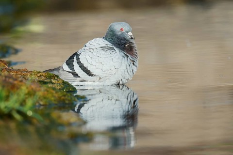 A rock pigeon (Columba livia forma domestica) bathing in a pond, North Rhine-Westphalia, Germany