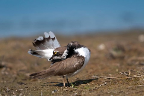 Charadrius dubius, plover, little ringed plover, birds, charadriiformes, plumage care, limikolen,