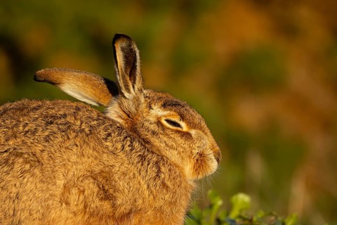 European brown hare (Lepus europaeus) adult animal resting in a grassland, England, United Kingdom