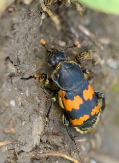 Common Burying Beetle, Common Gravedigger, Nicrophorus Vespillo, Beetle, Coleoptera, High Size,