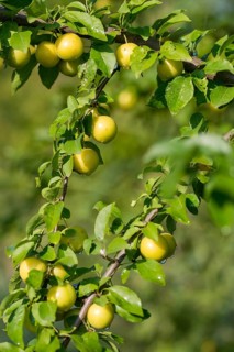 Cherry plum, Prunus cerasifera, rosaceae, rose family, flora, high size, vertical format, plants,