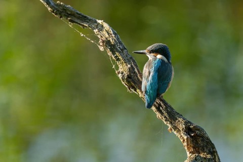 Kingfisher (Alcedo atthis) sitting on an old branch, perch and looking for prey, Lower Saxony,