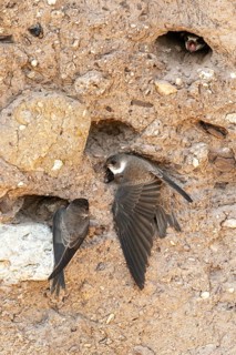 Bank Swallow, Brandenburg, Germany, Nabu, Nabu project, national natural heritage, natural paradise