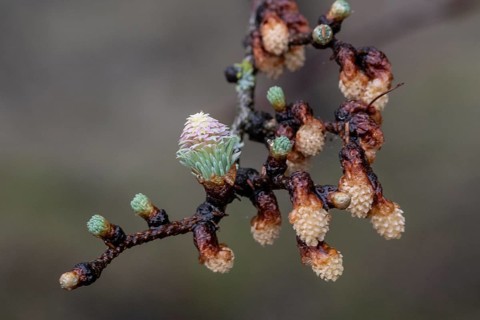 Larch blossoms (Larix decidua), Emsland, Lower Saxony, Germany