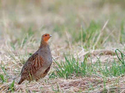 Partridge (Perdix perdix), an alert cock on a mown meadow, Solms, Hesse, Germany