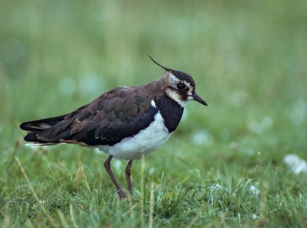 Lapwing, vanellus vanellus, birds, charadriiformes, limikolen, plovers, birds, waders, waders