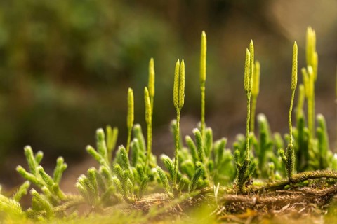 Bearlops, Vascular Plants, Clubbearlop, Lycopodiaceae, Lycopodium Clavatum, Tracheophyta, Wolfclaw,