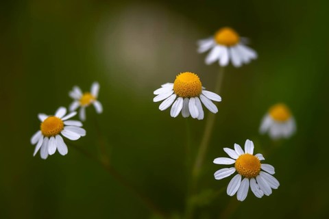 Chamomile, chamomilla recutita, German chamomile, field chamomile, German chamomile, chamomile,