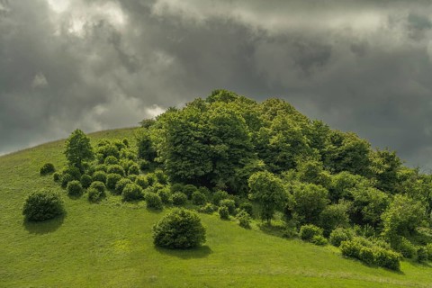 Green Hills shows a group of trees on a hill. The sky is cloudy and shadows form on the ground.