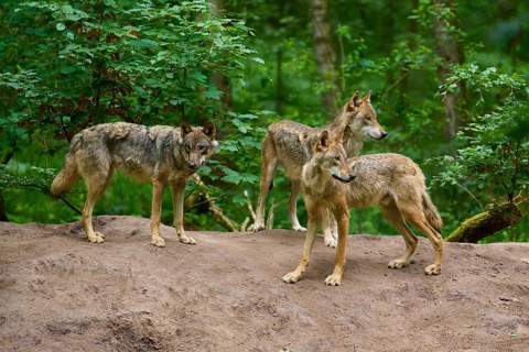 Three wolves stand alertly on a hill in the forest, summer, wolf (Canis lupus), Germany