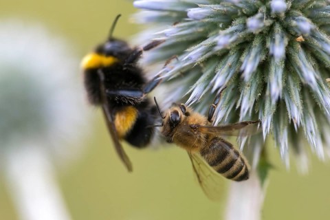 Apidae, apis mellifera, bees, European honey bee, European honeybee, hymenoptera, western honey