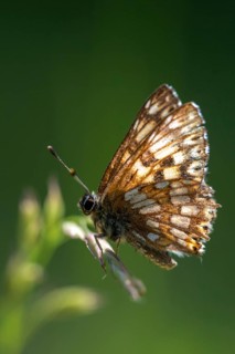 Brown cube butterfly, duke of burgundy fritillary, hamearis lucina, pearl bandage, cowslip cube,