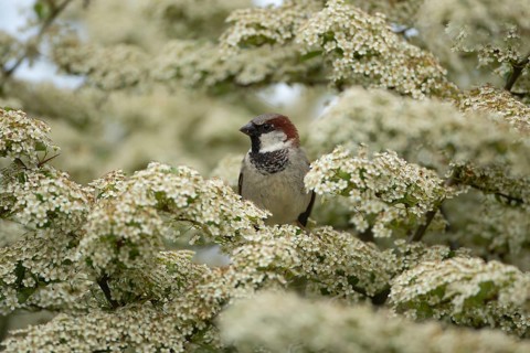 House sparrow (Passer domesticus) adult male bird on a garden Pyracantha tree with white blossom,