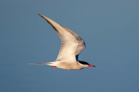 Common Tern (Sterna hirundo) flying, Greece