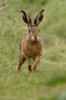European brown hare (Lepus europaeus) adult animal running in grassland, England, United Kingdom