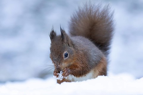 Red squirrel (Sciurus vulgaris) adult animal feeding on a nut in a snow covered woodland in winter,