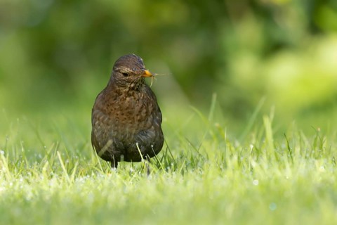 Eurasian blackbird (Turdus merula) adult female garden bird collecting food from a grass lawn,