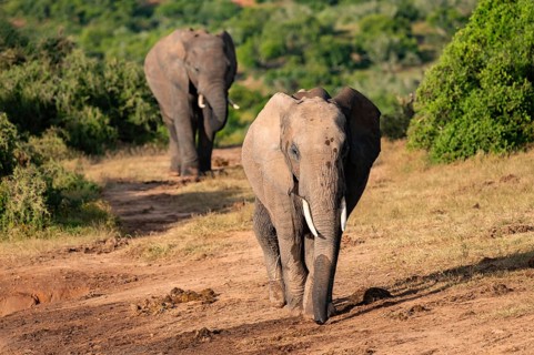 African elephant (Loxodonta africana), Addo Elephant National Park, Eastern Cape, South Africa