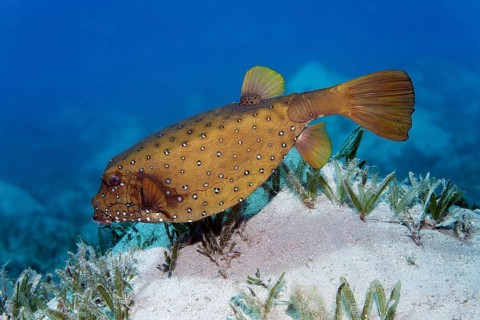 Yellow boxfish (Ostracion cubicus), swimming over seagrass meadow, Red Sea, Macadi Bay, Port